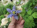 Aquilegia olympica