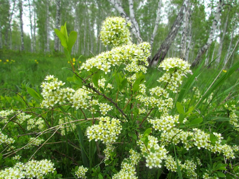 Изображение особи Spiraea hypericifolia.