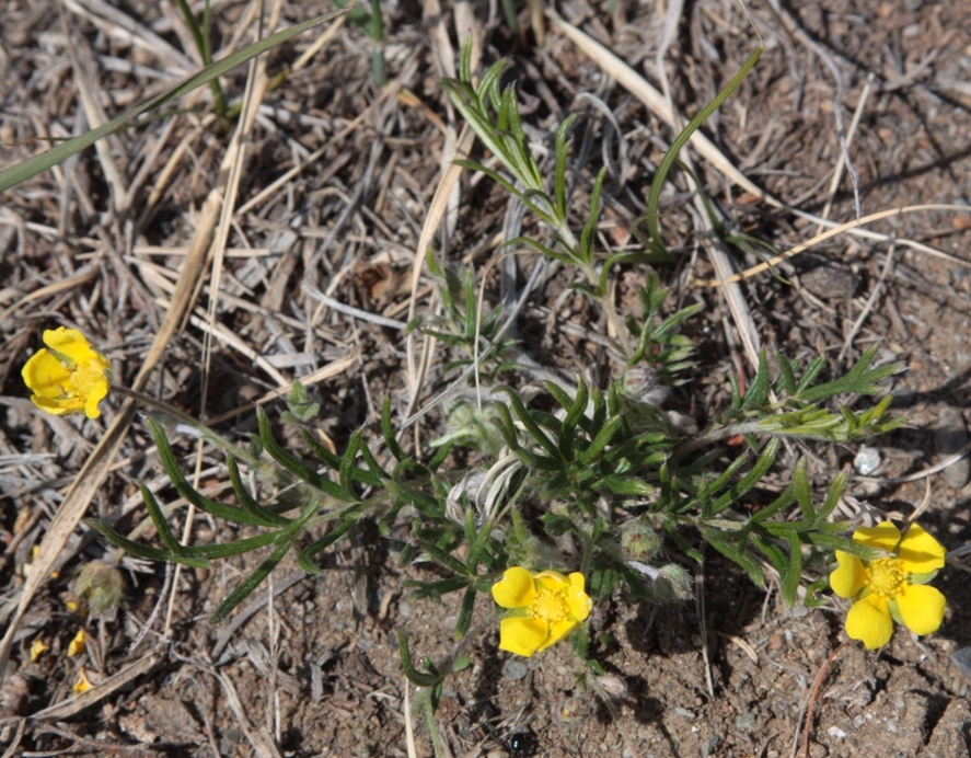 Изображение особи Potentilla verticillaris.