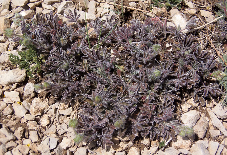 Image of Potentilla depressa specimen.