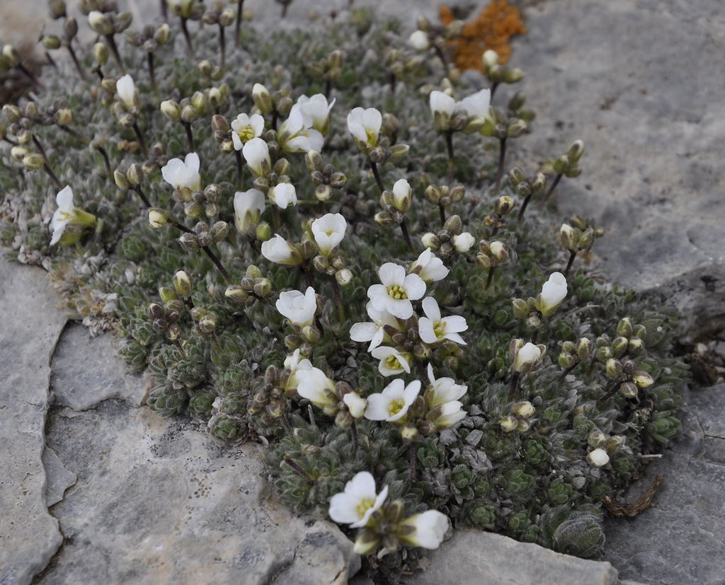 Image of Arabis bryoides specimen.