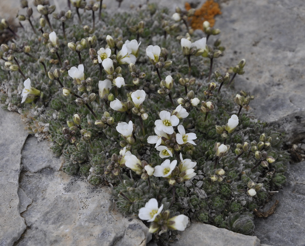 Изображение особи Arabis bryoides.