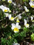 Viola arvensis