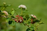 Physocarpus opulifolius