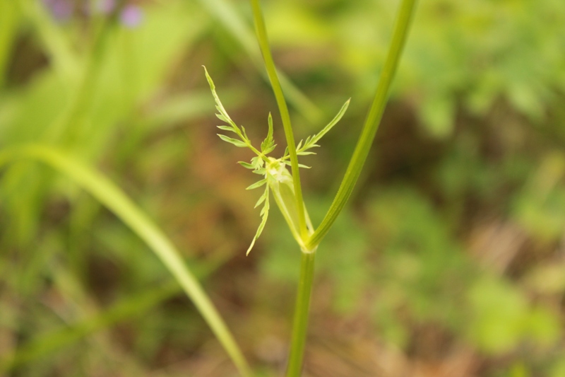 Image of Aegopodium alpestre specimen.