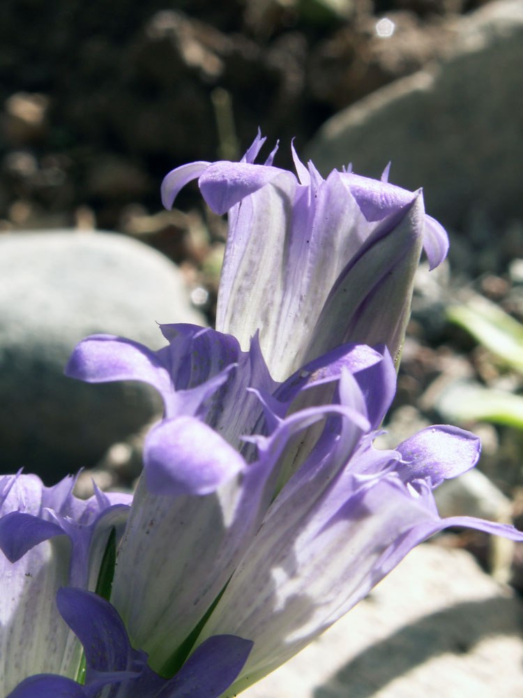 Image of Gentiana kirilowii specimen.