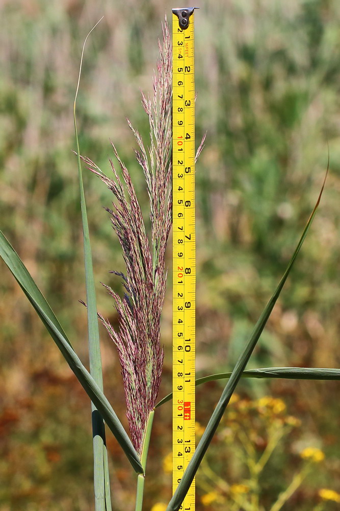 Image of genus Phragmites specimen.