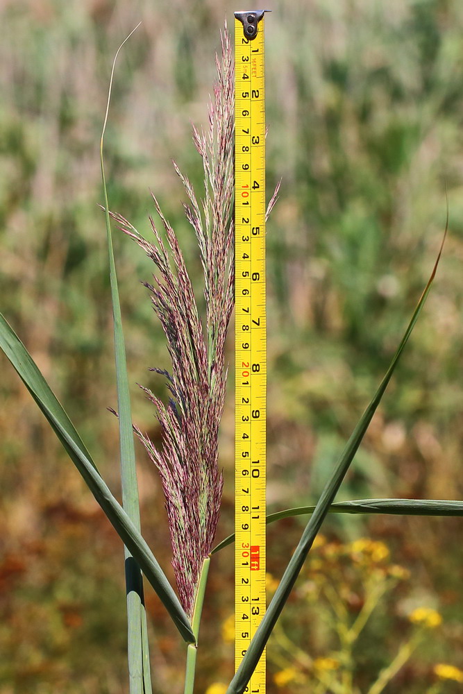 Изображение особи род Phragmites.