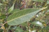 Salix &times; lispoclados