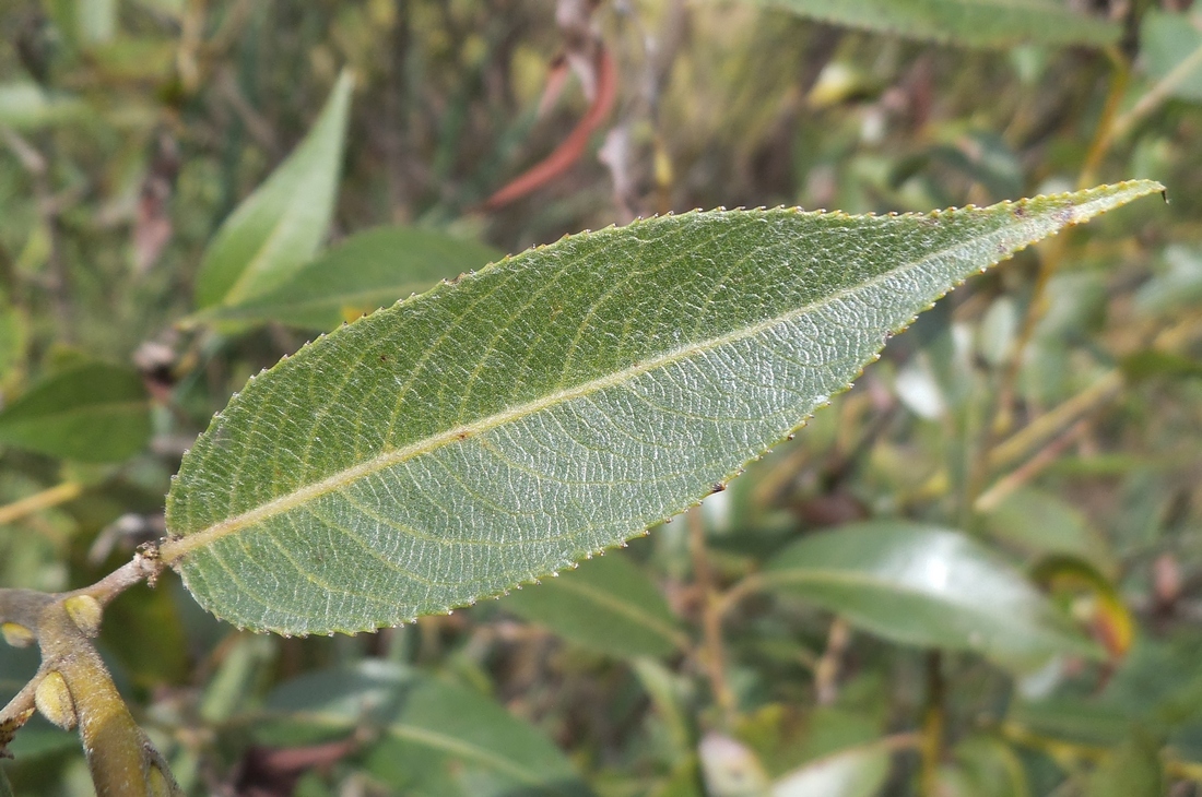 Изображение особи Salix × lispoclados.