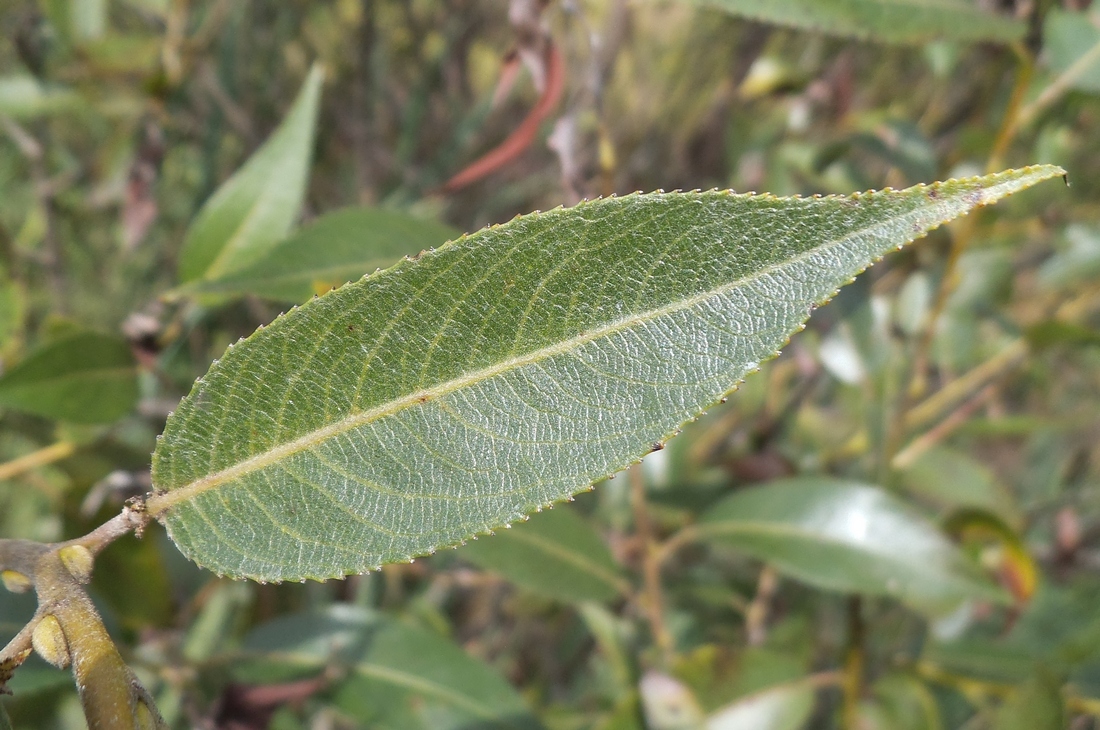 Image of Salix &times; lispoclados specimen.