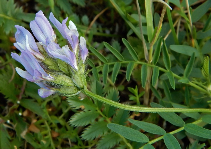 Image of Astragalus agrestis specimen.