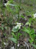 Arabis turrita