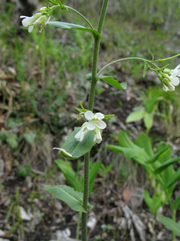 Изображение особи Arabis turrita.