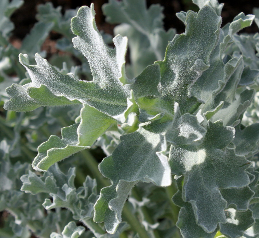 Image of Glaucium flavum specimen.