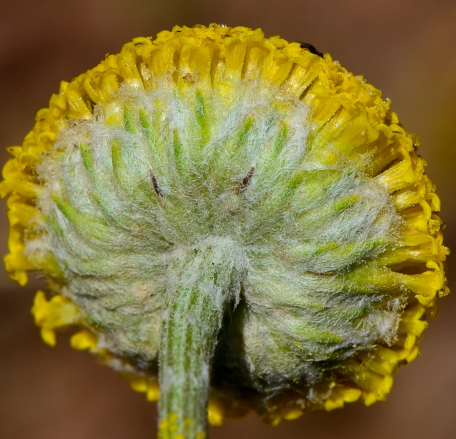 Image of Anthemis tinctoria specimen.