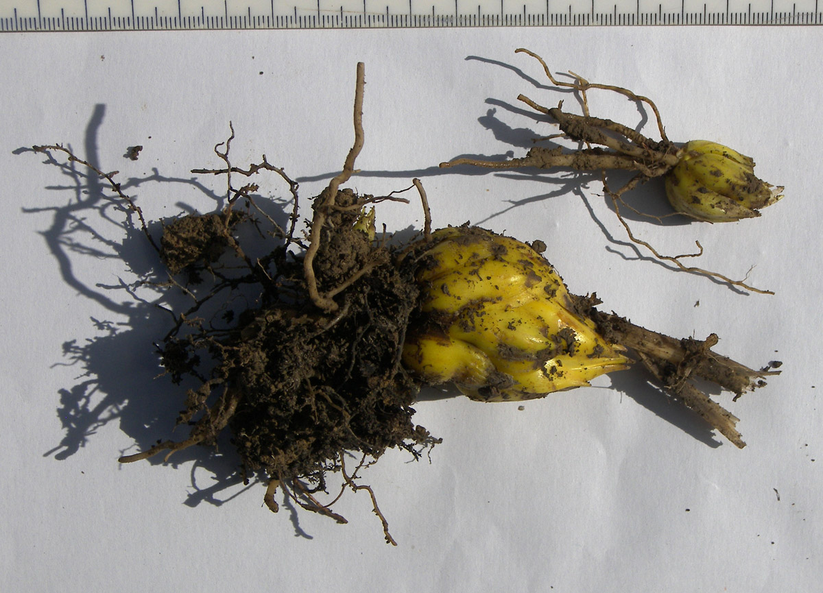 Image of Lilium caucasicum specimen.
