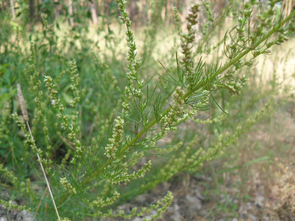 Image of genus Artemisia specimen.