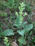 Salvia macrosiphon