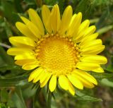 Grindelia squarrosa