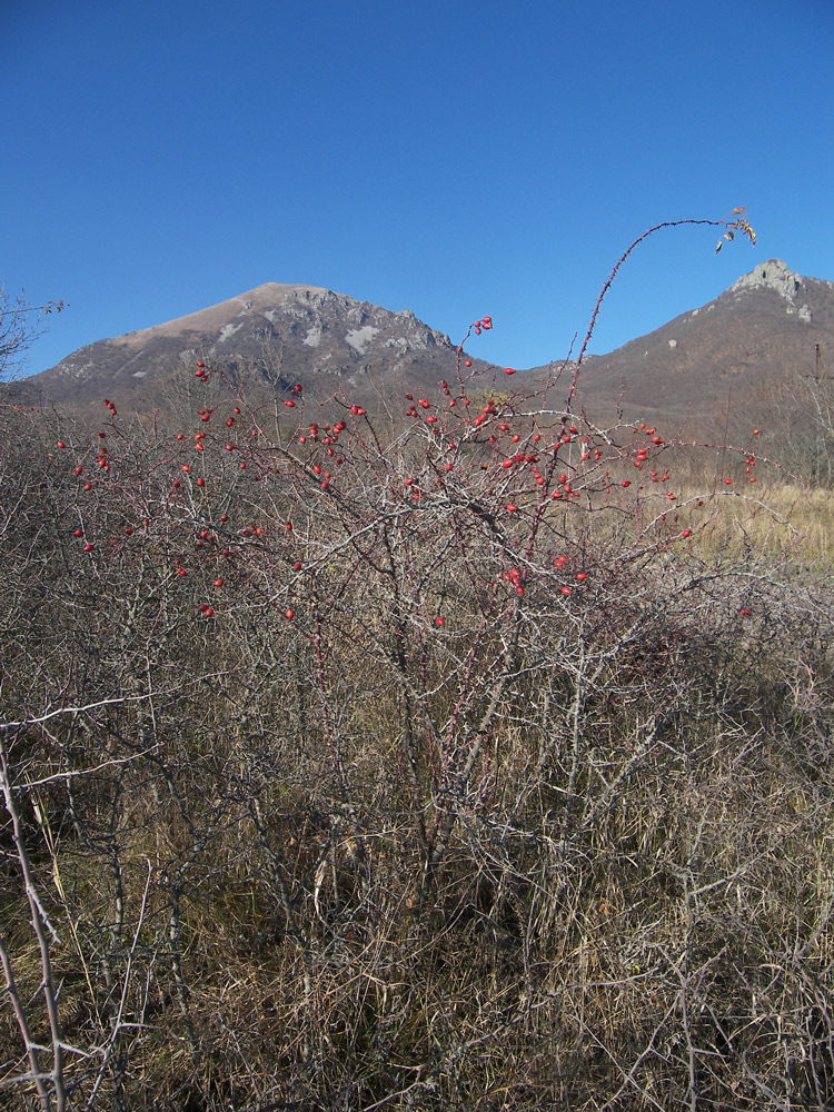 Изображение особи Rosa canina var. hispida.