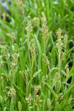 Plantago maritima