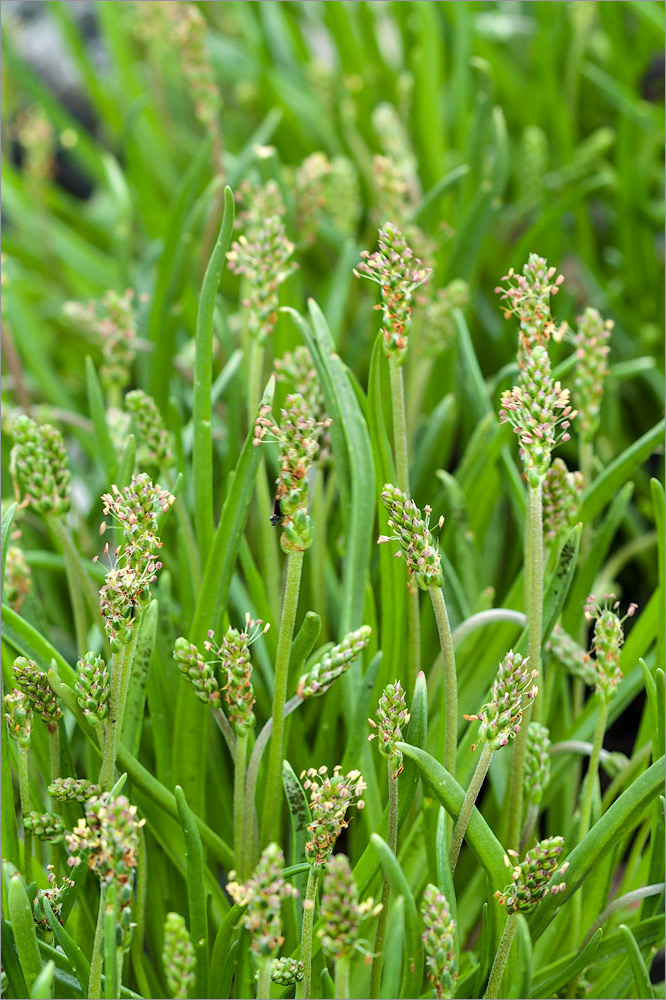 Изображение особи Plantago maritima.