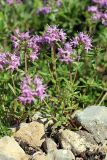 genus Thymus. Цветущее растение. Южный Казахстан, хр. Каржантау, ущ. Кызылбулак. 31.05.2013.