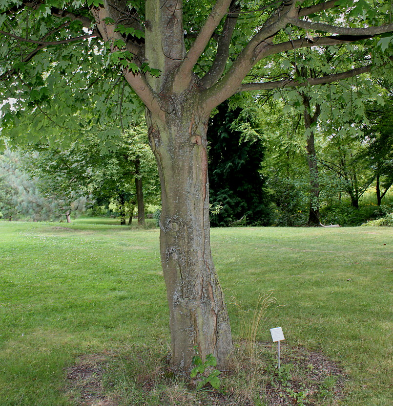 Image of Acer saccharum specimen.