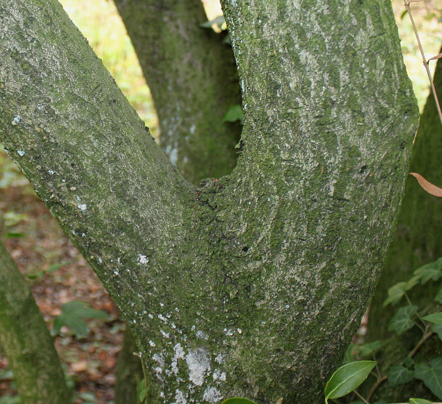 Image of Osmanthus × burkwoodii specimen.