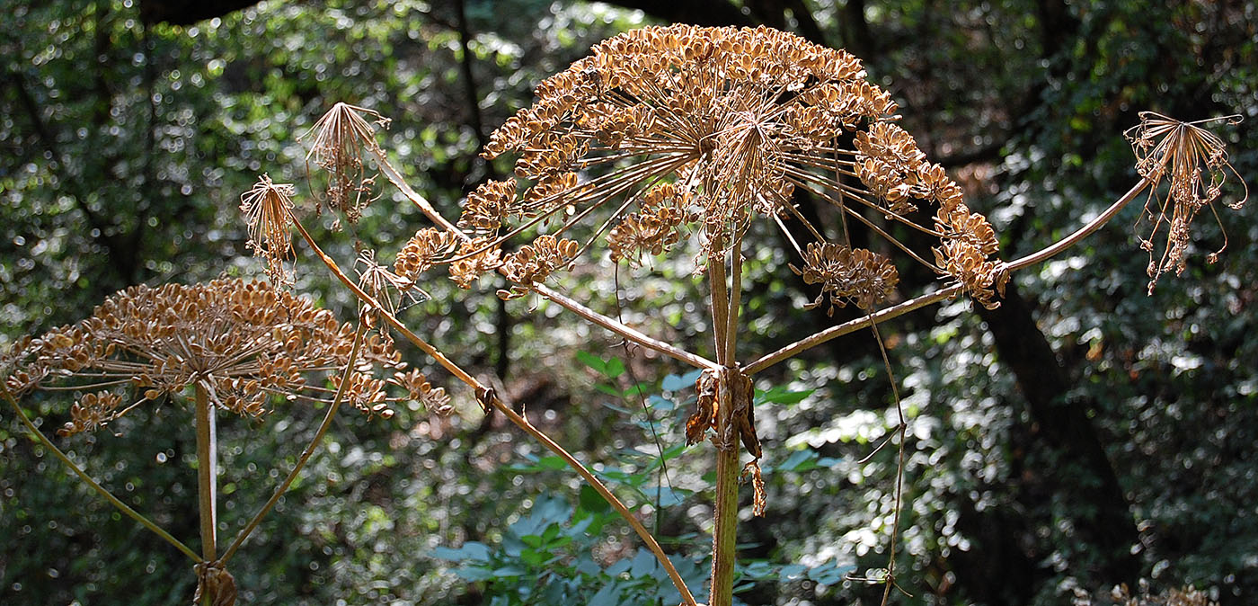 Image of Heracleum mantegazzianum specimen.