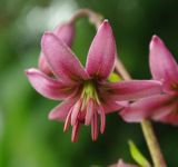 Lilium martagon. Цветок. Карпаты. Хребет Синатория.