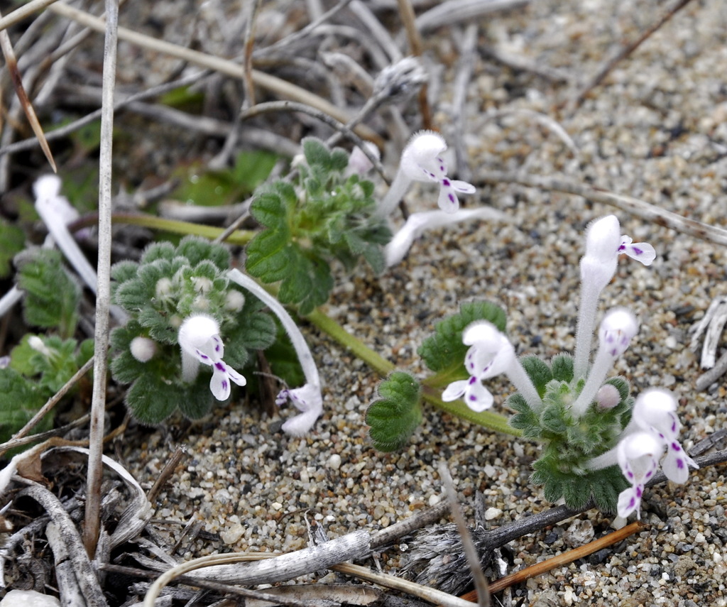 Изображение особи Lamium amplexicaule.