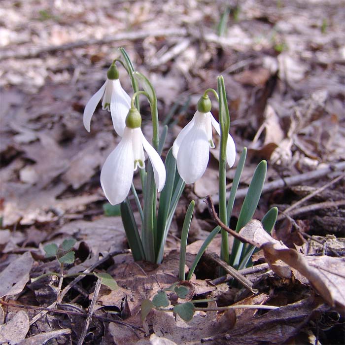 Image of Galanthus alpinus specimen.