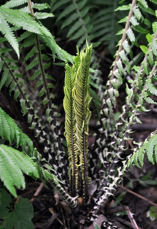 Image of Matteuccia struthiopteris specimen.