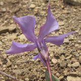 Vinca herbacea