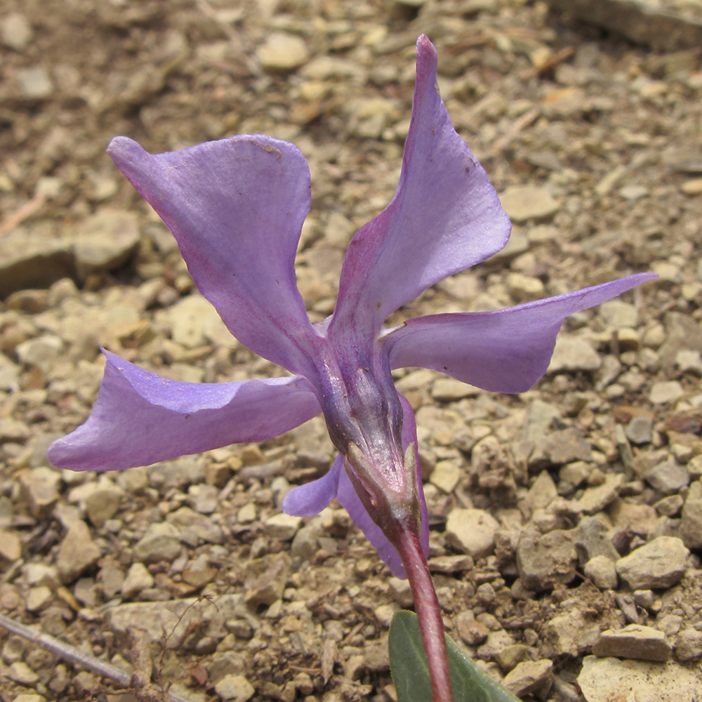Image of Vinca herbacea specimen.