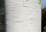 Betula utilis variety jacquemontii. Часть ствола. Германия, г. Дюссельдорф, Ботанический сад университета. 13.03.2014.