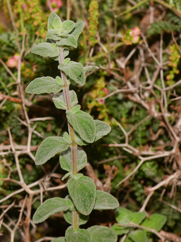 Image of Chiliadenus iphionoides specimen.