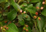 Cotoneaster lucidus