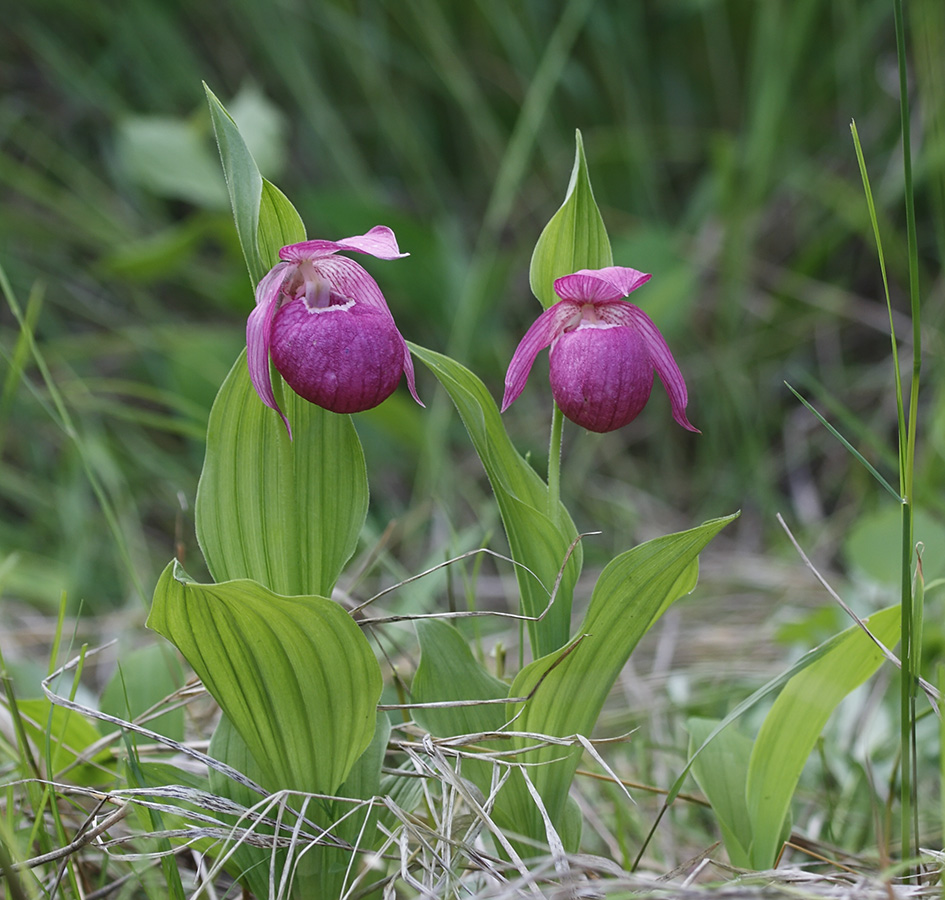 Image of Cypripedium macranthos specimen.