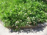 Trifolium ambiguum. Цветущие растения на газоне. Ставропольский край, г. Кисловодск, парк, обочина тропинки (43°53′41,39″ с.ш., 42°44′13,52″ в.д.). 30.05.2014.