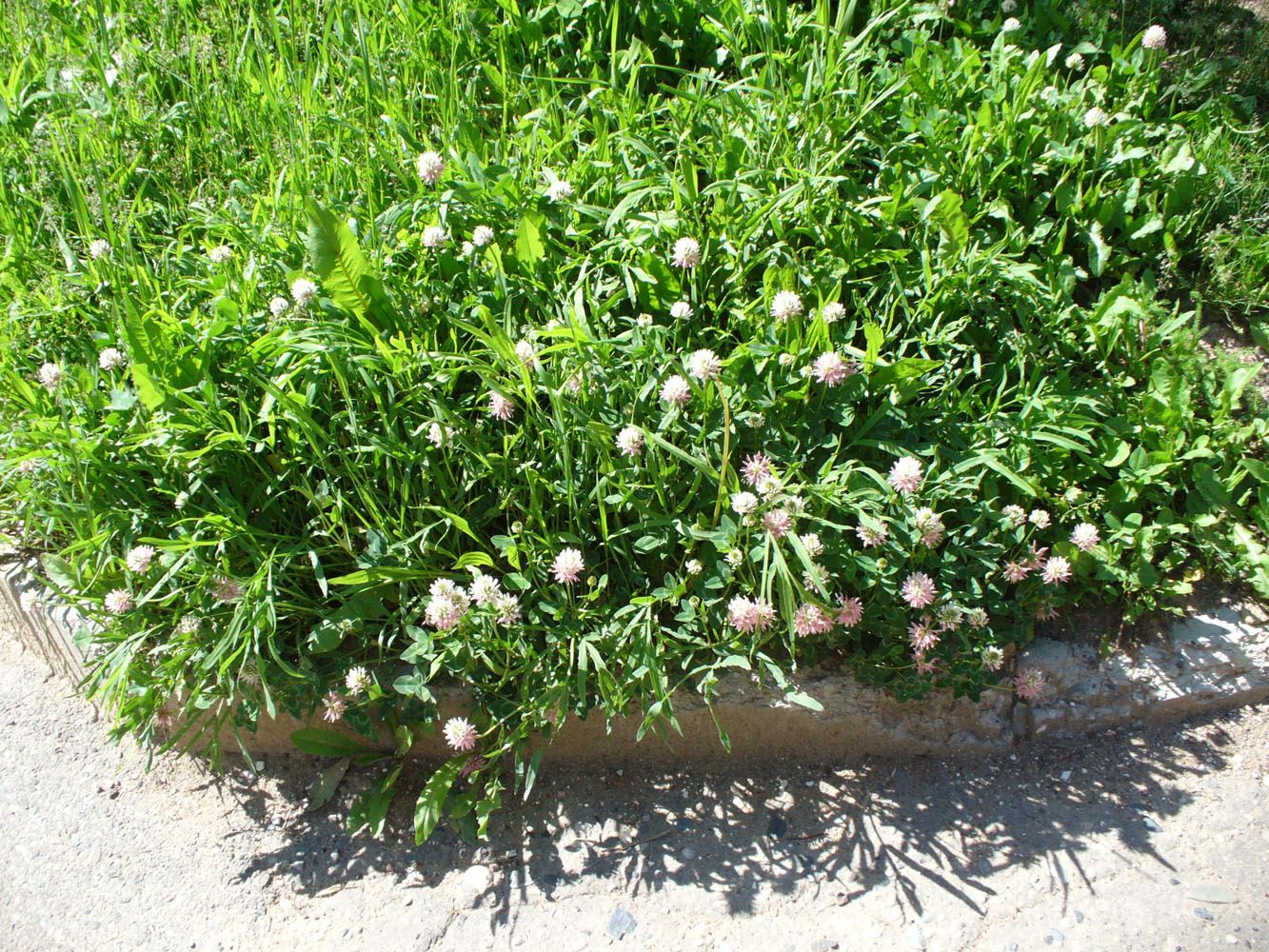 Image of Trifolium ambiguum specimen.