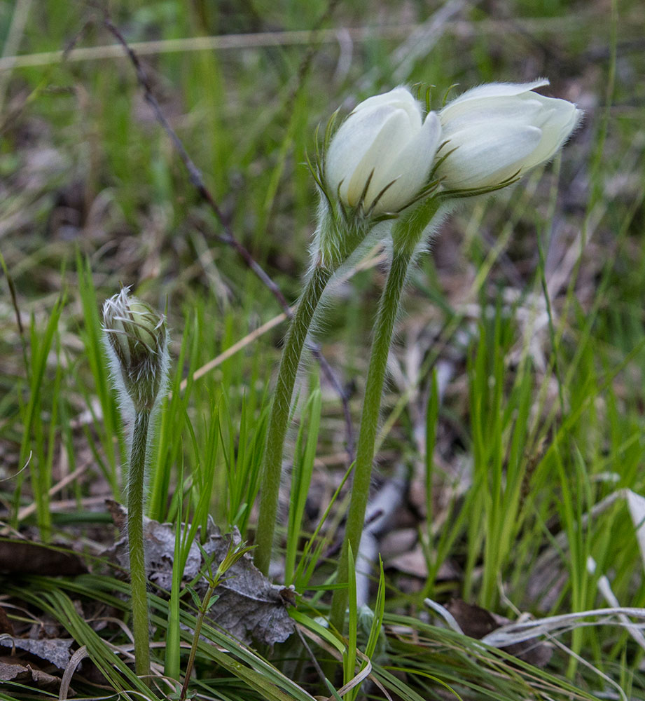 Image of Pulsatilla patens specimen.