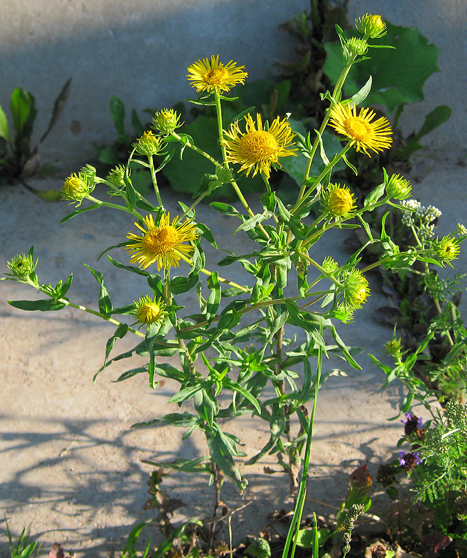 Image of Inula britannica specimen.