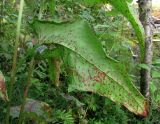 Rumex aquaticus