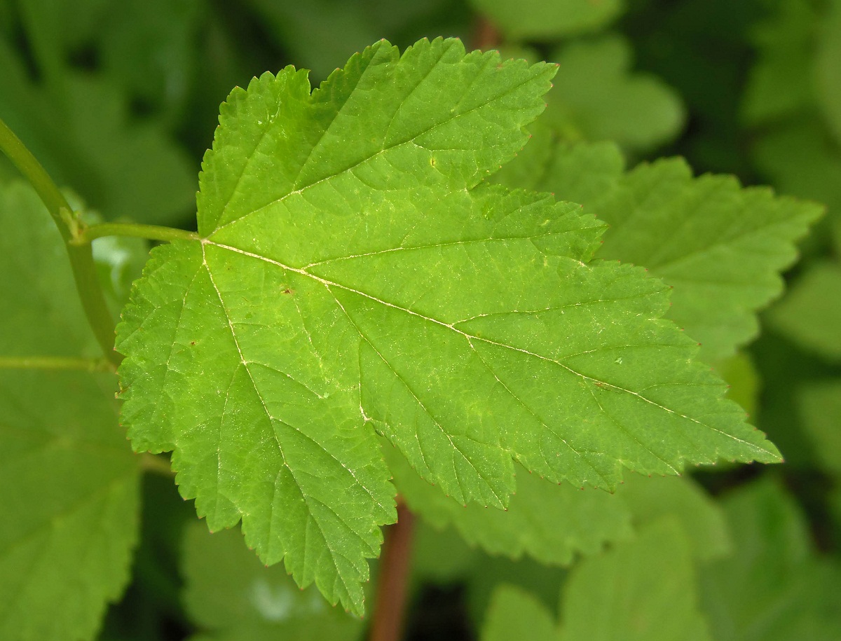 Изображение особи Physocarpus opulifolius.