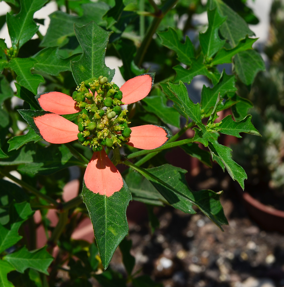 Image of Euphorbia cyathophora specimen.