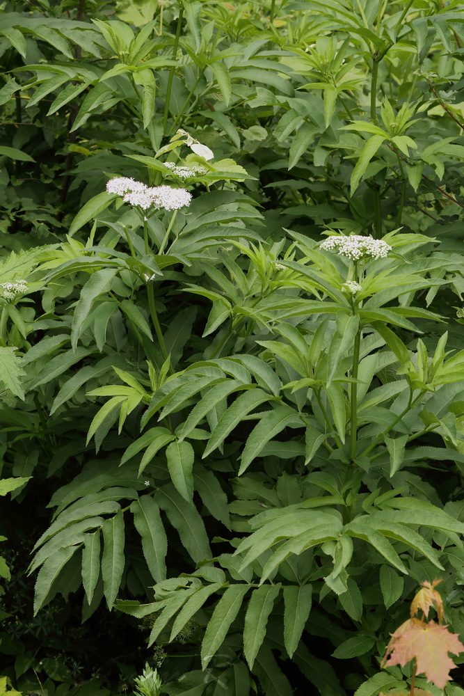 Изображение особи Sambucus ebulus.