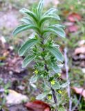 Sideritis montana